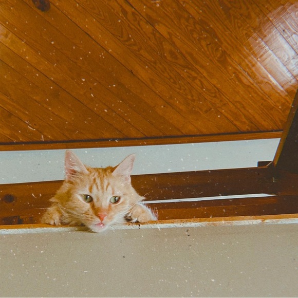 Rocco & Louie - Picture 10 of 16